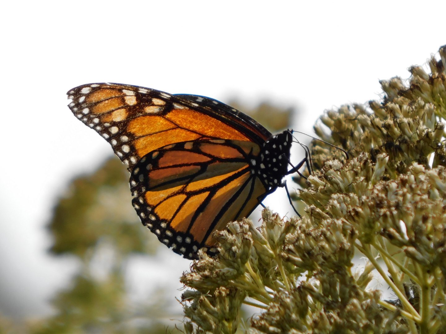 Autumn Monarch