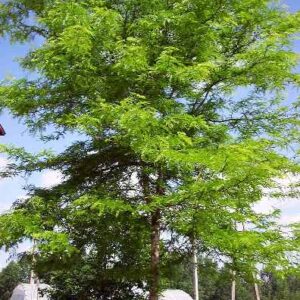 Honey Locust - Red-tail Land Conservancy