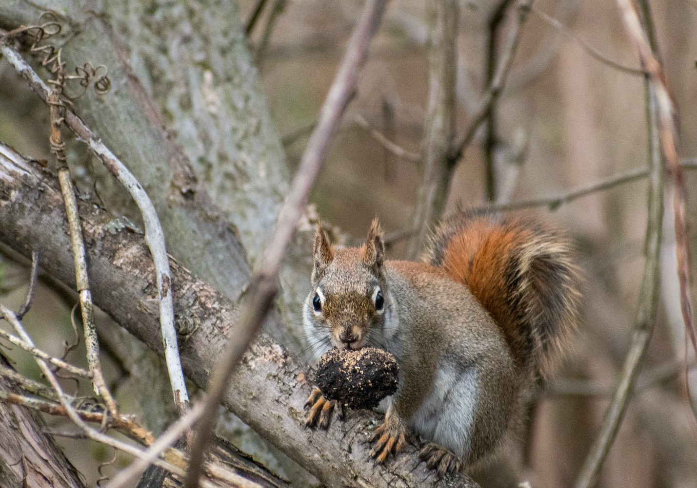 Nuts for wildlife! - Red-tail Land Conservancy