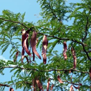 Honey Locust - Red-tail Land Conservancy