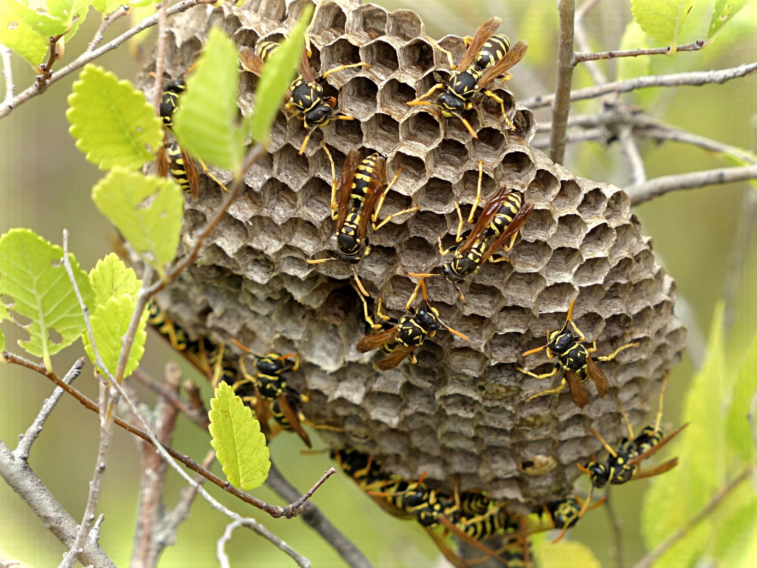 Wasps: pest eaters and picnic crashers - Red-tail Land Conservancy