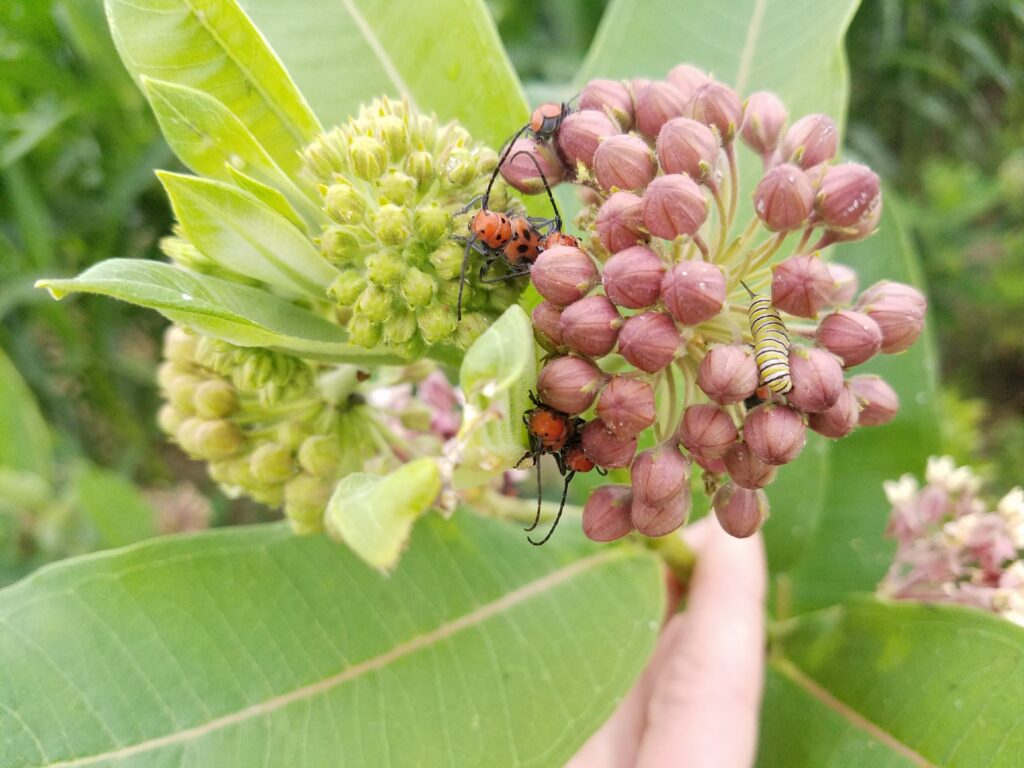 Not Another Milkweed Article! - Red-tail Land Conservancy