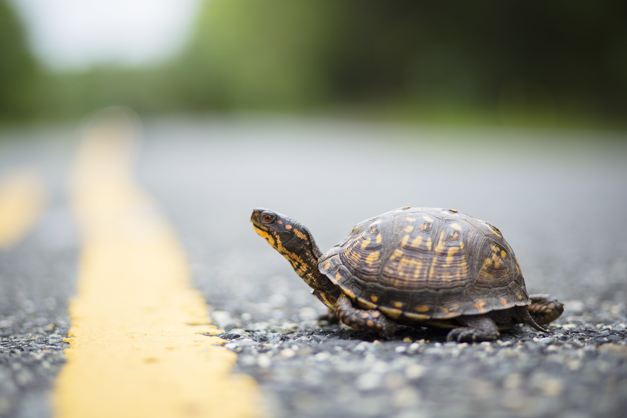 Why did the turtle not cross the road? - Red-tail Land Conservancy