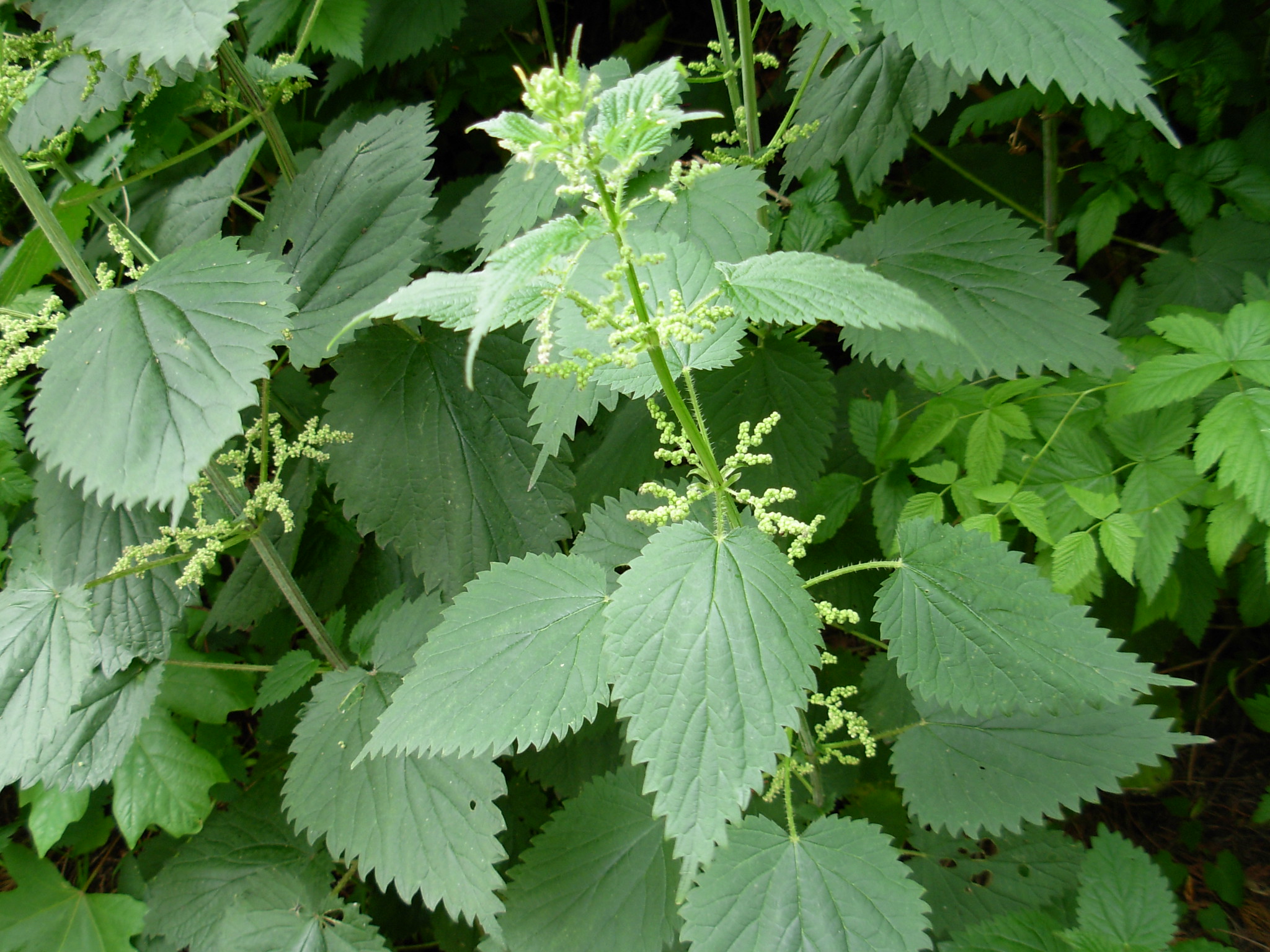 Why you should embrace stinging nettle (not literally) - Red-tail Land  Conservancy