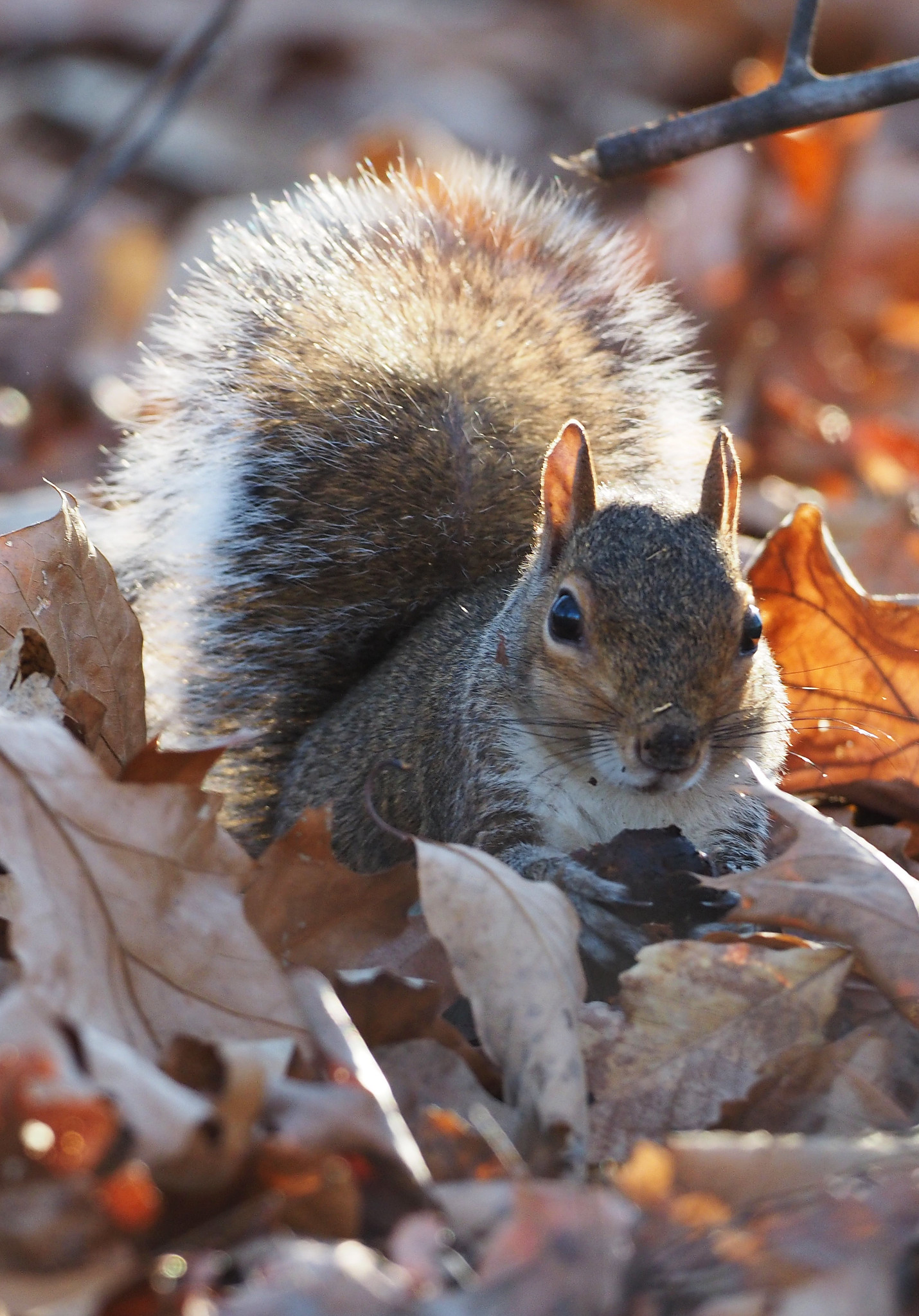 Indiana Squirrels A Closer Look at the State's Furry Residents Red